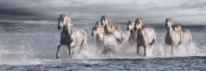 Picture of HORSES RUNNING AT THE BEACH