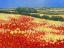 Picture of HARVEST POPPIES