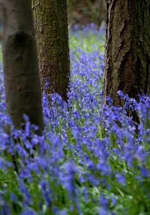 Picture of BLUEBELL WOOD L