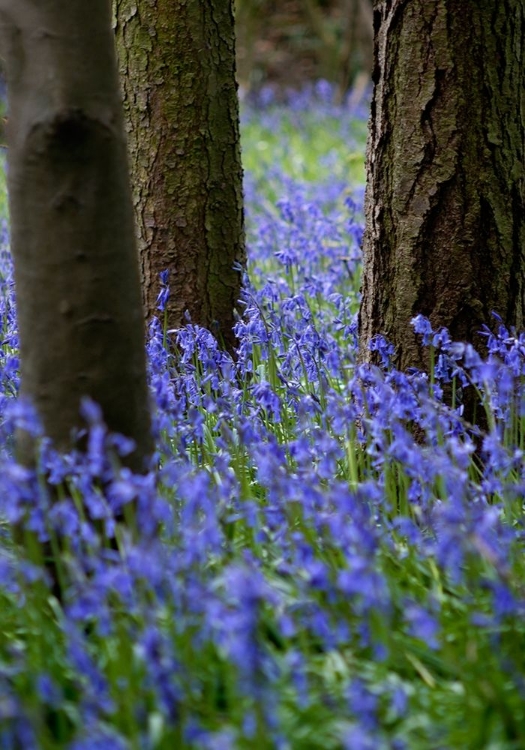 Picture of BLUEBELL WOOD L