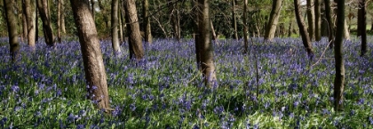 Picture of BLUEBELL WOOD LI