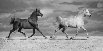 Picture of HORSE DANCERS