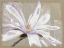 Picture of STELLATA