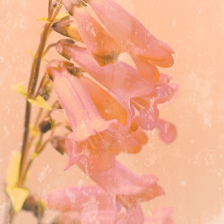 Picture of ROMANTIC FOXGLOVE