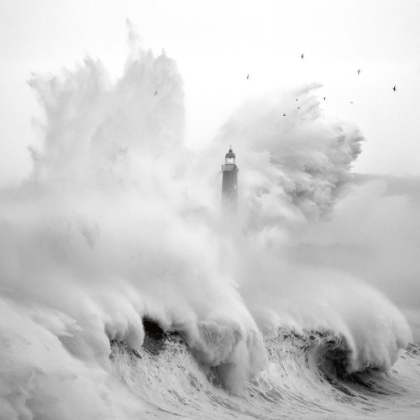 Picture of BIRDS IN THE STORM