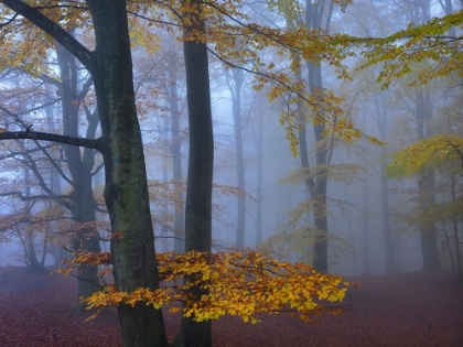 Picture of AUTUMN FOREST