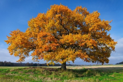 Picture of GOLDEN OAK