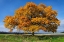Picture of GOLDEN OAK