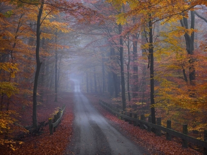 Picture of MISTY ROAD