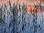 Picture of SUMMER REED