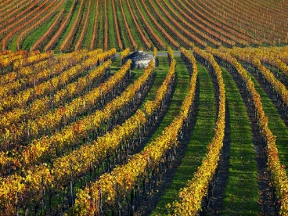 Picture of VEINEYARDS OF HAUTES COTES BURGUNDY