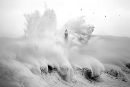 Picture of BIRDS IN THE STORM