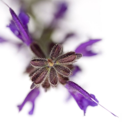 Picture of SALVIA OFFICINALIS