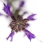 Picture of SALVIA OFFICINALIS