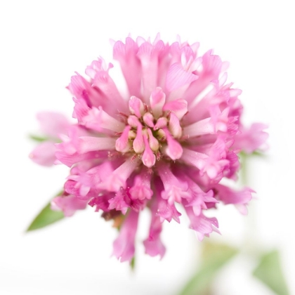 Picture of TRIFOLIUM PRATENSE