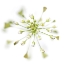 Picture of CAPSELLA BURSA-PASTORIS