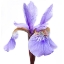 Picture of IRIS VERSICOLOR