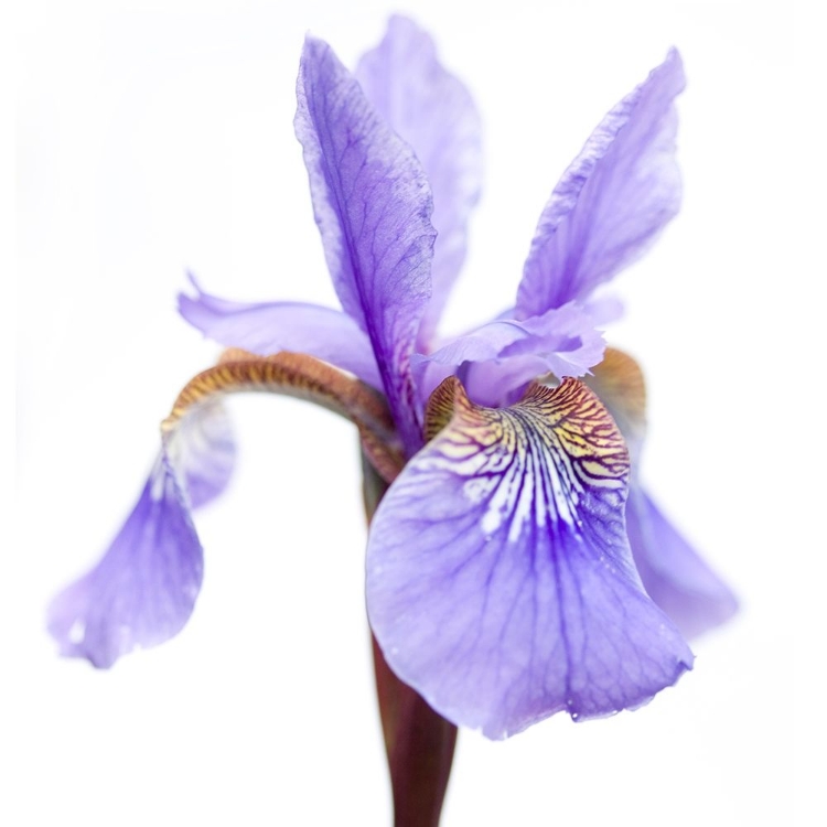 Picture of IRIS VERSICOLOR