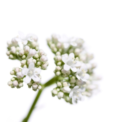 Picture of VALERIANA OFFICINALIS