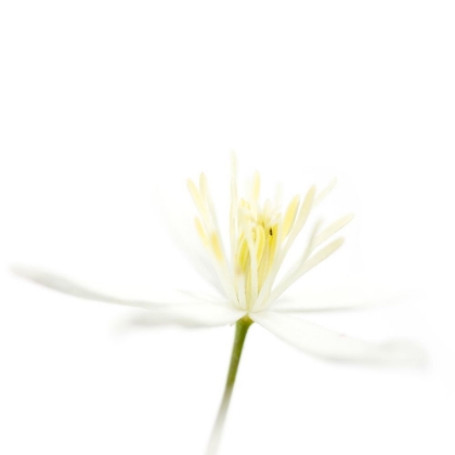 Picture of CLEMATIS RECTA