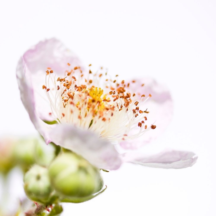 Picture of RUBUS SECTIO RUBUS