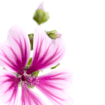 Picture of MALVA SYLVESTRIS