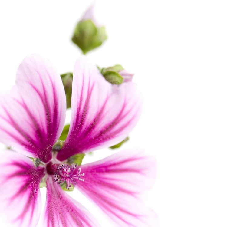 Picture of MALVA SYLVESTRIS