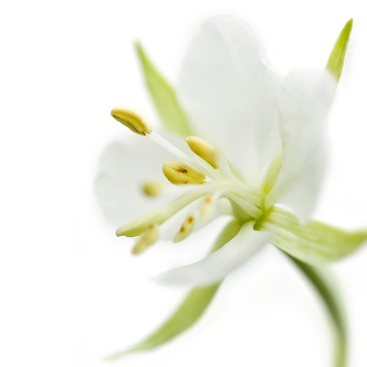 Picture of EPILOBIUM ANGUSTIFOLIUM