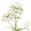 Picture of VALERIANA OFFICINALIS