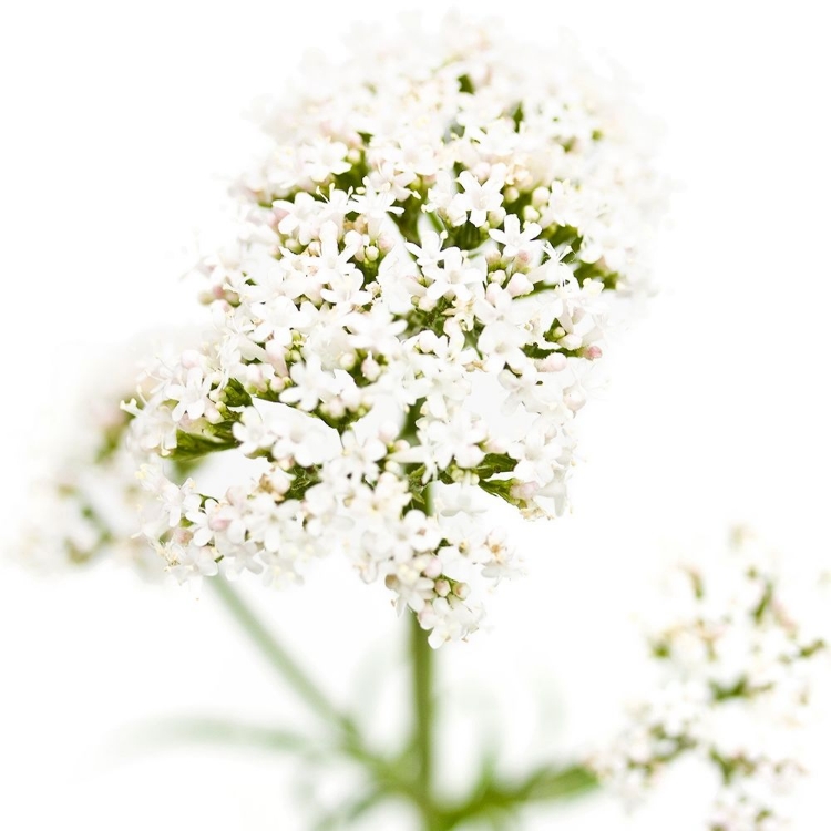 Picture of VALERIANA OFFICINALIS