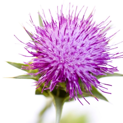 Picture of SYLIBUM MARIANUM