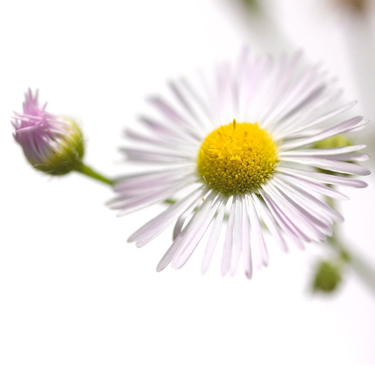 Picture of ERIGERON ANNUUS