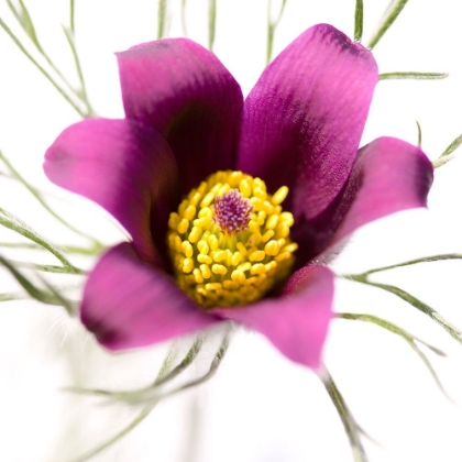 Picture of PULSATILLA PRATENSIS