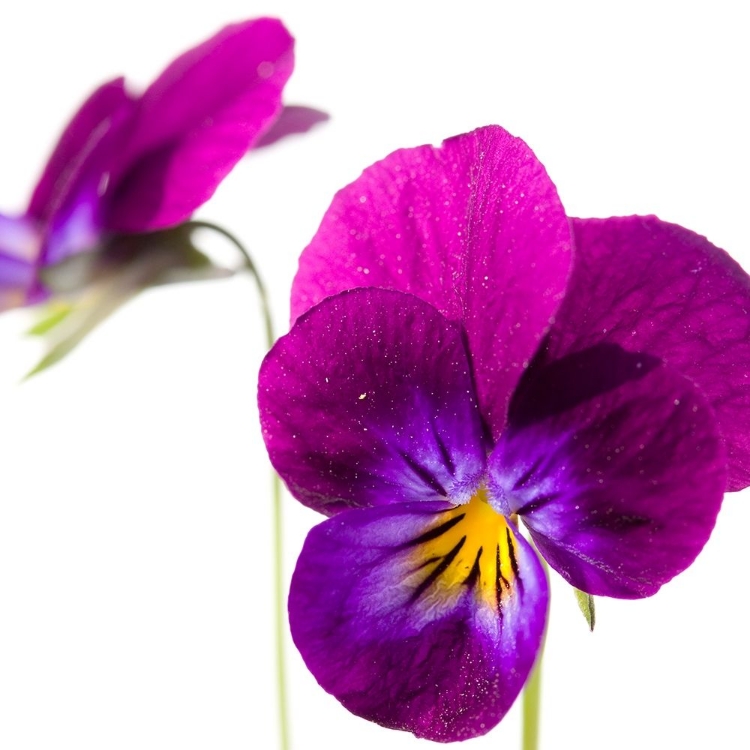 Picture of VIOLA TRICOLOR