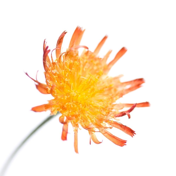 Picture of HIERACIUM PILOSELLA