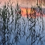 Picture of SUMMER REED
