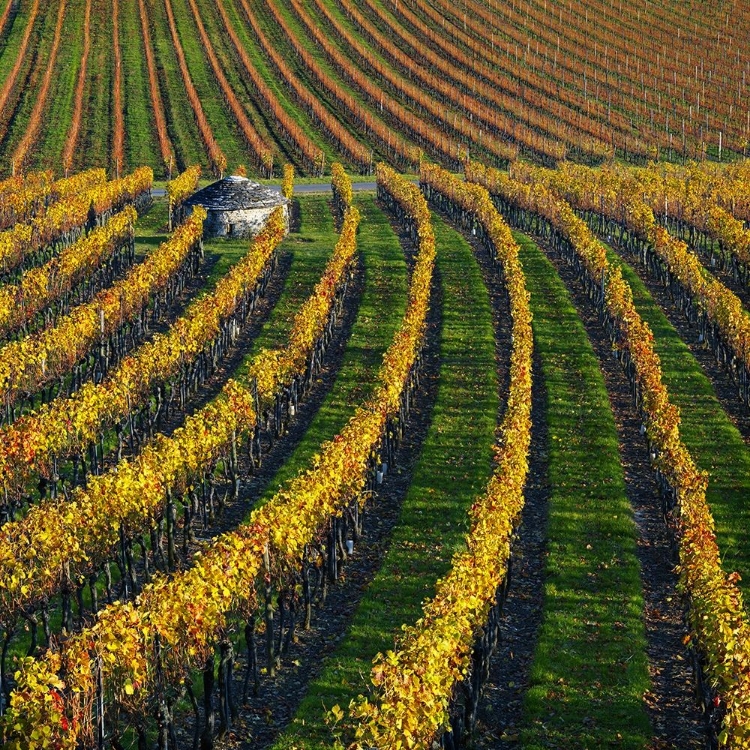 Picture of VEINEYARDS OF HAUTES COTES BURGUNDY