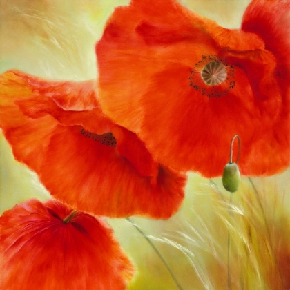 Picture of DREI MAL MOHN