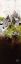 Picture of NATURELLEMENT I