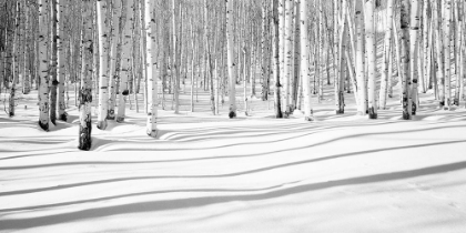 Picture of ASPEN SHADOWS