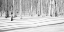 Picture of ASPEN SHADOWS