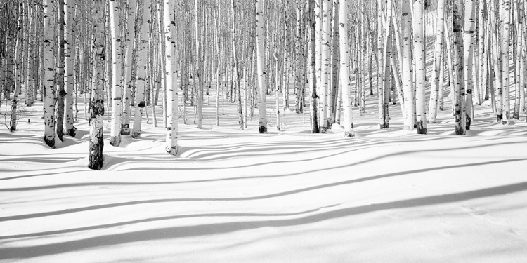 Picture of ASPEN SHADOWS