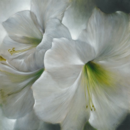 Picture of WEISSE AMARYLLIS