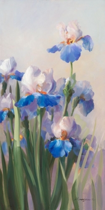 Picture of IRIS FRENCH CANCAN