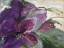 Picture of CLEMATIS