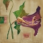 Picture of BLUTENANATOMIE: AMARYLLIS