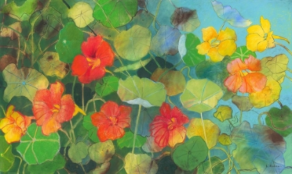 Picture of NASTURTIUM 2