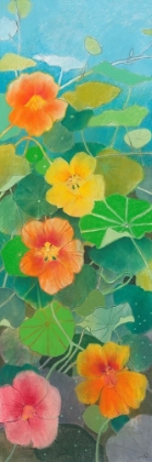 Picture of NASTURTIUM 1