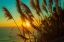 Picture of SHINING REED
