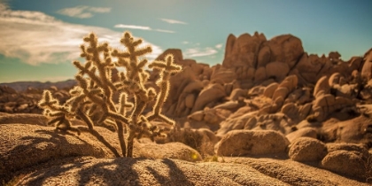 Picture of DESERT FOREGROUND
